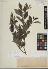 Foto von Salix myrsinifolia Salisb.